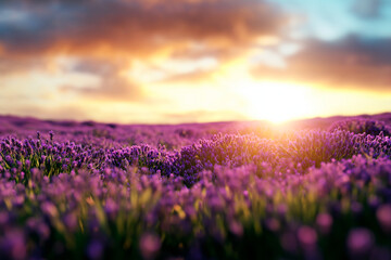 Endless lavender fields bathed in golden morning light. The soft purple hues contrast beautifully with the warm sunrise sky, creating a peaceful and dreamlike atmosphere.