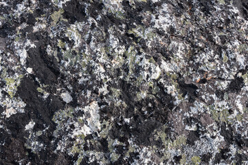 Closeup of rough rock surface in tundra covered with lichens. Rybachy Peninsula, Murmansk region, Russia