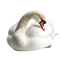 Swan isolated on transparent png background