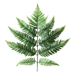 Naklejka premium Silverleaf Fern isolated on transparent png background