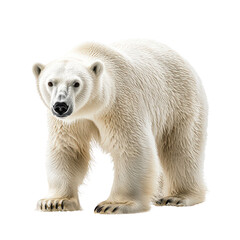 Polar Bear isolated on transparent png background