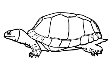 Turtle, Vintage Style Illustration