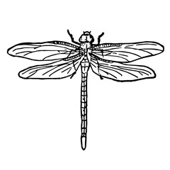 Dragonfly, Vintage Style Illustration