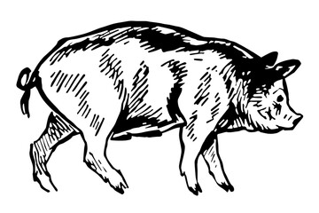 Pig, Vintage Style Illustration