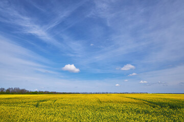 Rapeseed Field Under Blue Sky