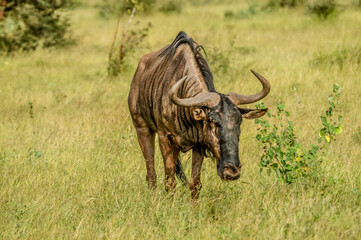 Obraz premium Portrait of an isolated Blue wildebeest or gnu ungulate or connochaetes Taurinus in a South African game reserve during a safari