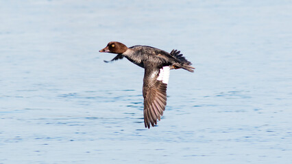 vulture in flight