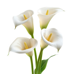 Calla isolated on transparent png background