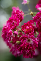 close-up of raindrop-covered pink roses.