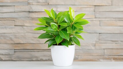 Lush green plant in white pot, stone wall background, home decor