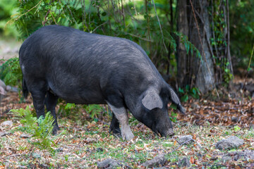 Nustral pigs in contryside, Evisa, Corsica, France. Porcu nustrale in Corsica