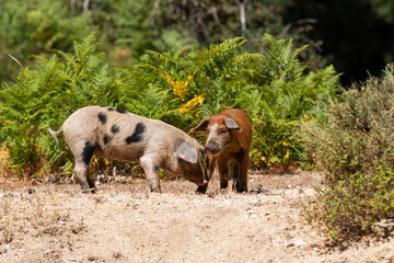 Nustral pigs in contryside, Evisa, Corsica, France. Porcu nustrale in Corsica