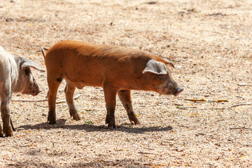Nustral pigs in contryside, Evisa, Corsica, France. Porcu nustrale in Corsica
