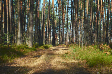 leśna droga  © Marcin Łazarczyk