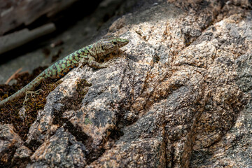 The Lizard of Bedriaga, mountain lizard, endemic to Corsica and Sardinia. Chaeolacerta bedriagae bedriagae in Aîtone forest, Corsica.
