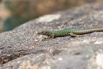 The Lizard of Bedriaga, mountain lizard, endemic to Corsica and Sardinia. Chaeolacerta bedriagae bedriagae in Aîtone forest, Corsica.