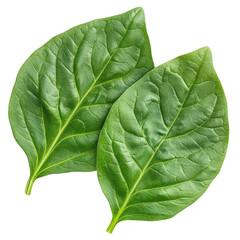 Obraz premium Spinach Leaves isolated on transparent png background