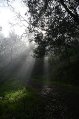 Fototapeta premium sun shining through the trees and morning mist on a spring morning in the mountains