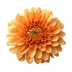 Autumn Chrysanthemum isolated on transparent png background