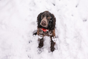 Russian spaniel dog walking outside in winter, playing with me, coming into snowdrifts. The benefits of active walks for hunting dogs