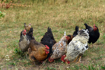 Domestic hens and roosters foraging in a lush. Chickens on farm tour. Mixed organic chickens on a green meadow.
