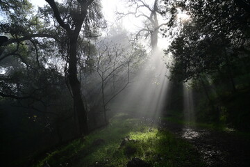 Obraz premium sun shining through the trees and morning mist on a spring morning in the mountains
