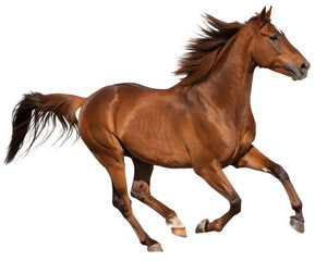 Obraz premium Running Brown Horse Isolated on Transparent Background