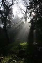Fototapeta premium sun shining through the trees and morning mist on a spring morning in the mountains