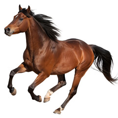Obraz premium Running Brown Horse Isolated on Transparent Background