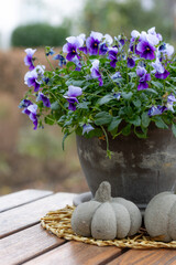Pansies (viola) in vibrant light and dark blue tones on a wooden table
