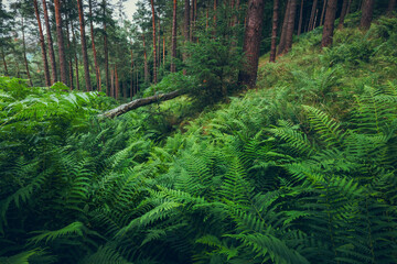Verdant Forest Scene with Lush Ferns, Towering Pines, and a Mossy Fallen Tree in a Peaceful,...