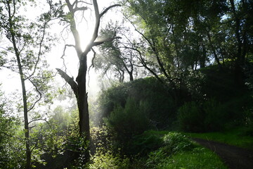 sun shining through the trees and morning mist on a spring morning in the mountains