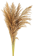Fototapeta premium Bunch of reeds spikelets isolated on a white background. Autumn bulrush ears.