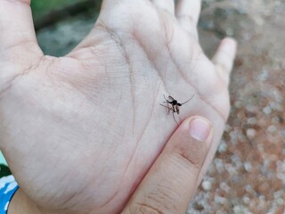 Obraz premium Mosquitoes suck blood on human hands