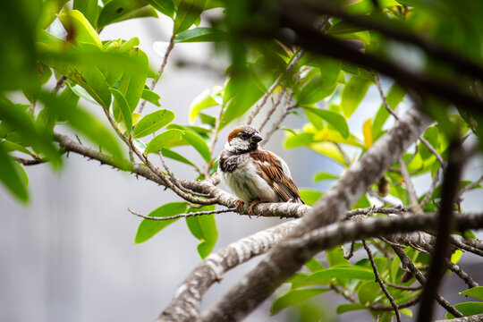 Pardal-dom&eacute;stico ou pardal-do-telhado (Passer domesticus)