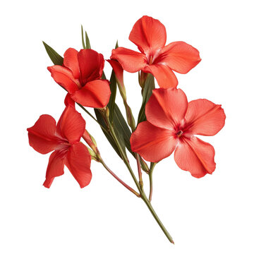 Closeup view of vibrant red nerium oleander flowers showcasing intricate details and natural beauty, Closeup view red nerium oleander flowers isolated on Transparent background
