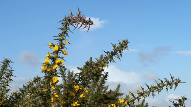 gorse bush branches moving in the wind