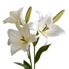 Elegant white lys flowers on a soft Transparent background perfect for various occasions, Lys flowers PNG background