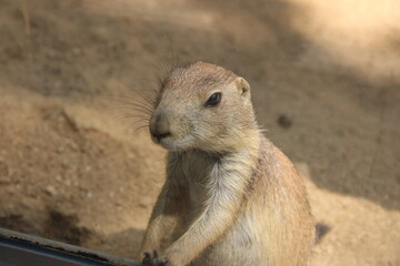 meerkat