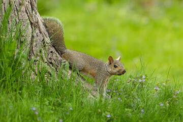 Eastern Gray Squirrel, Sciurus carolinensis, in wild, in Minnesota, USA.