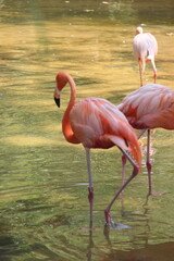 flamingo in the water