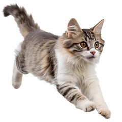 Obraz premium Tabby Cat Jumping on Transparent Background