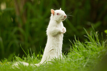 Albino, Eastern gray squirrel, Sciurus carolinensis,  in Minnesota, in wild.
