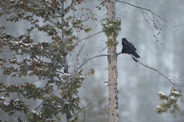 Common Raven, Corvus corax, taken in wild, in Wyoming.