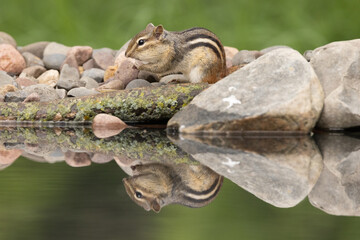 Eastern chipmunk, Tamias striatus eating, Minnesota.