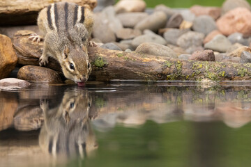 Eastern chipmunk, Tamias striatus drinking water, Minnesota.