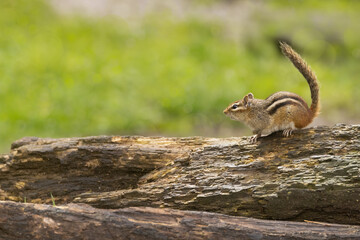 Eastern chipmunk, Tamias striatus on a log in Minnesota.