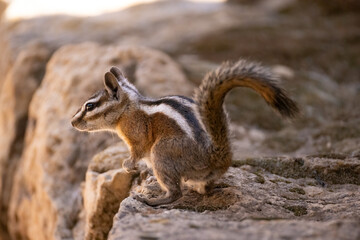 Unita chipmunk, Neotamias umbrinus adsitus in Arizona.