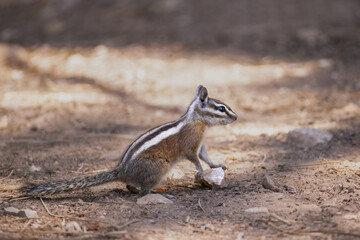 Unita chipmunk, Neotamias umbrinus adsitus in Arizona.