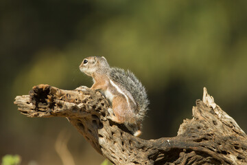 Harris's antelope squirrel, Ammospermophilus harrisii in Arizona.